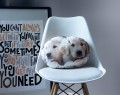 PODUSZKA kształtka PIES Golden retriever