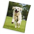 KOC CORAL PIES Golden retriever 150x200 cm