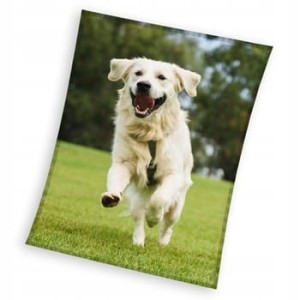 KOC CORAL PIES Golden retriever 150x200 cm