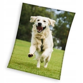 KOC CORAL PIES Golden retriever 150x200 cm