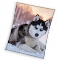 KOC CORAL PIES HUSKY 150x200 cm